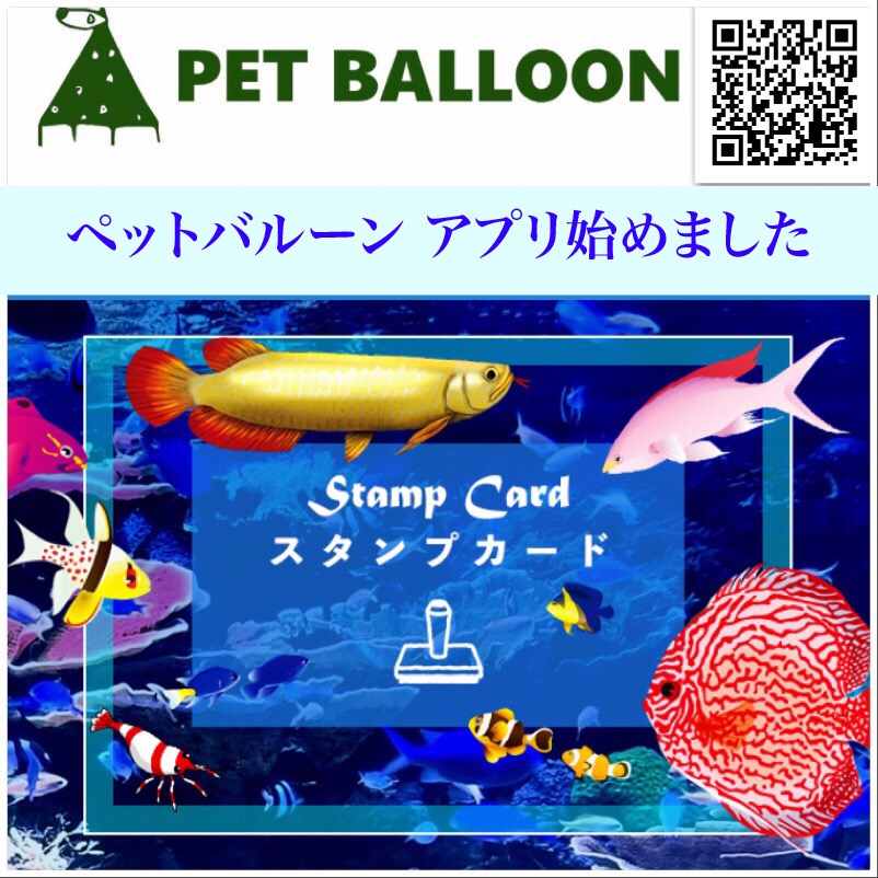Petballoon Aquarium 1994年創業の熱帯魚販売総合プロショップ