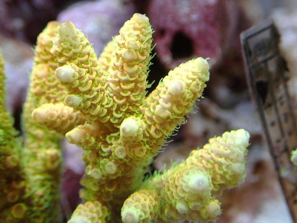 年12月26日 インドネシア便大量入荷です Petballoon Aquarium