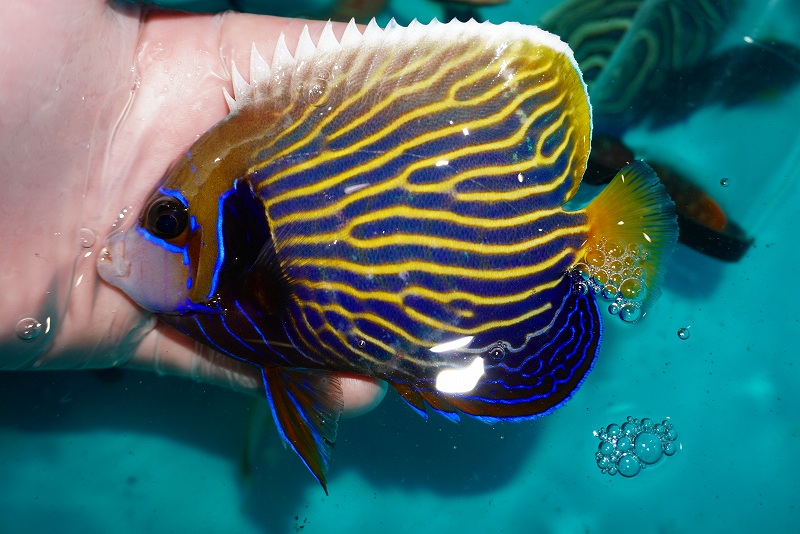 贅沢 熱帯魚 コリドラス バーゲシー ワイルド １匹 北海道 九州 沖縄航空便要保温 ccps.sn